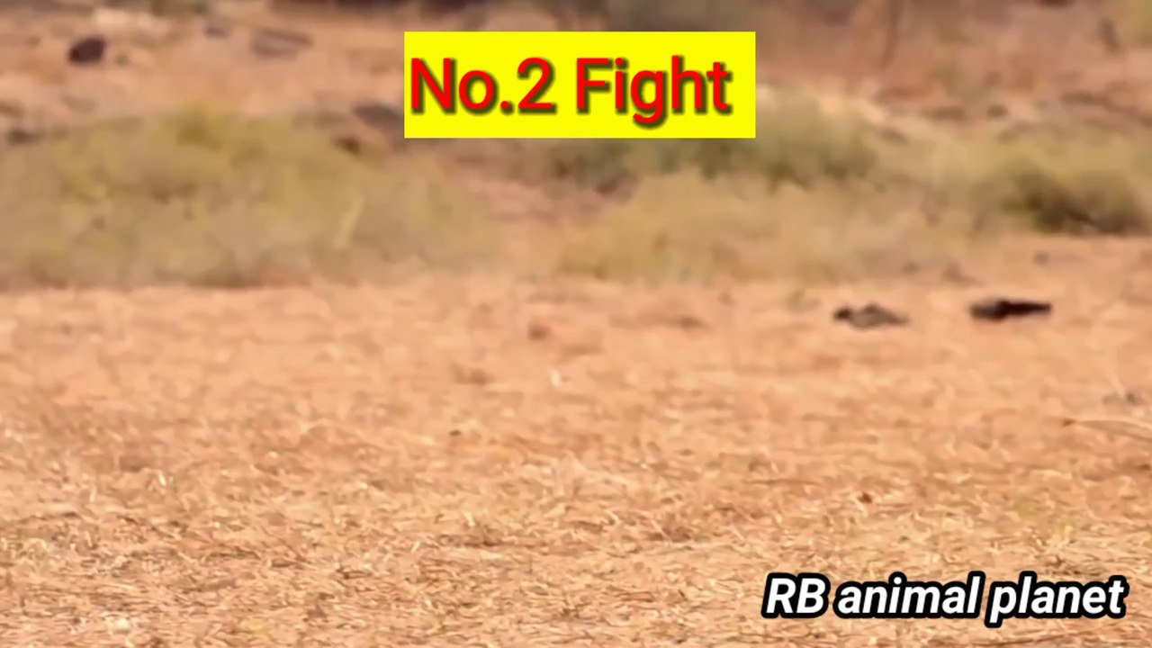 Best animal fight video Animal video for kids animal video for