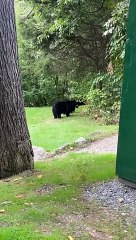 Girl Spooks Baby Black Bear Sending it Running to Mom