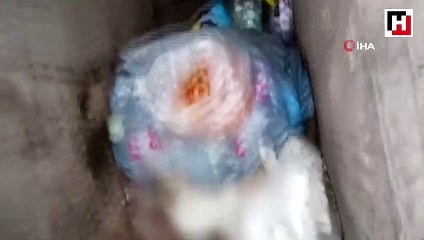 Kedilerin zehirlenerek telef edildiği iddiası