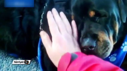 Köpeğin gözyaşları izleyenleri ağlattı