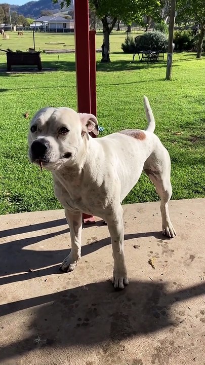 Trip the Staffordshire Bull Terrier is to Excited to Drop the Stick