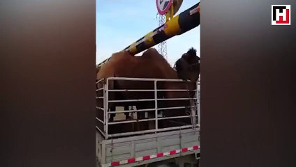 Devenin kamburu yükseklik sınırına takıldı