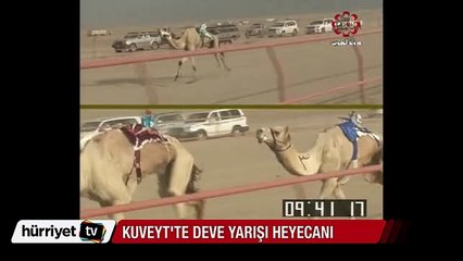 Kuveyt'te deve yarışı heyecanı