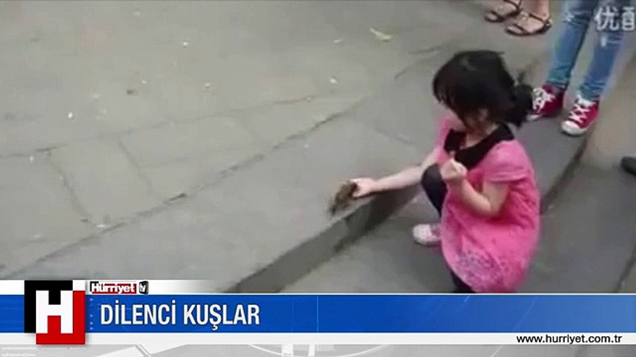 DİLENCİ KUŞLAR