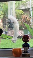 Rare Albino Squirrel Spotted on Birdfeeder