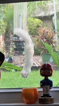 Rare Albino Squirrel Spotted on Birdfeeder