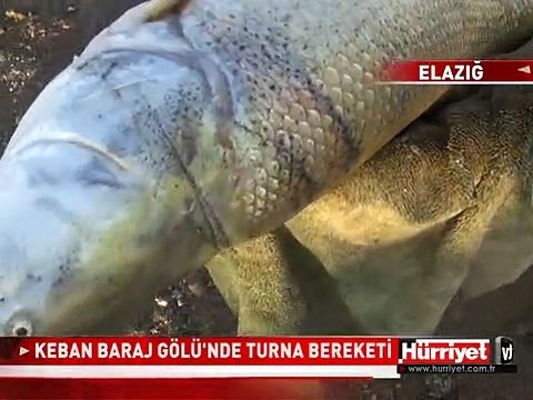 KEBAN BARAJ GÖLÜ'NDE DEV TURNA BEREKETİ