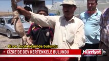 DEV KERTENKELE HERKESİ HAYRETE DÜŞÜRDÜ