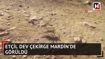 Dev çekirge bu kez Mardin'de görüldü