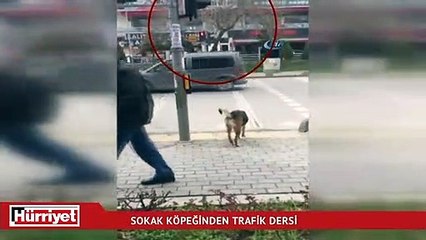 Sokak köpeğinden insanlığa trafik dersi