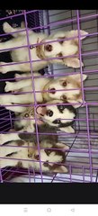 cute cute bsby husky