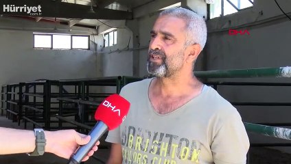 Hırsızlar, koyunları çalabilmek için 8 köpeği zehirleyerek öldürdü