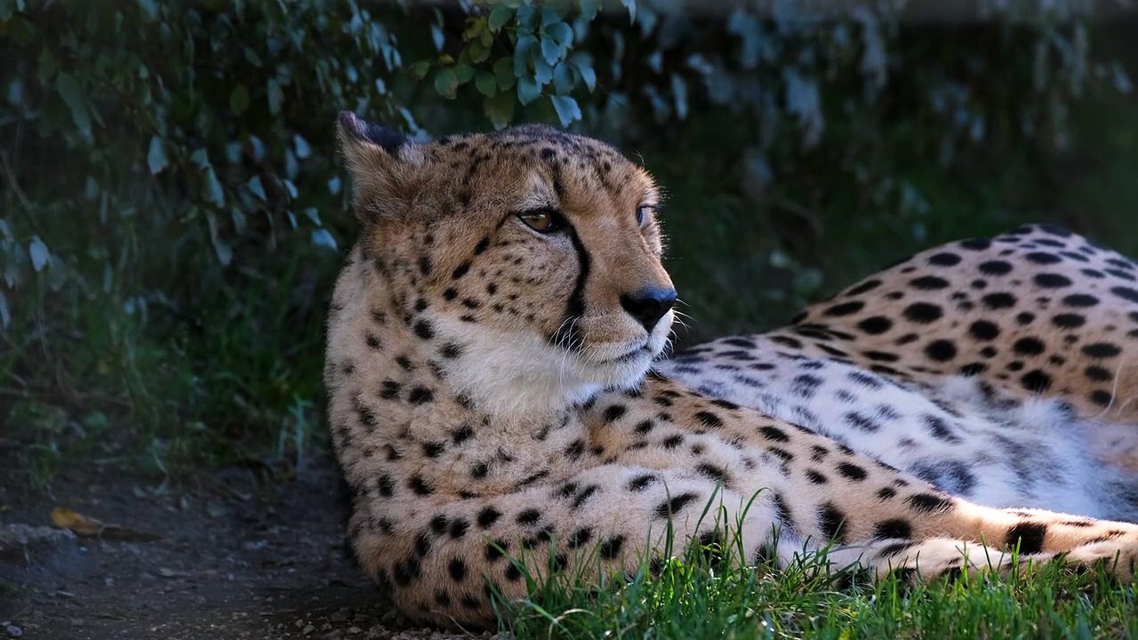 Cheetah - 134362