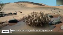 Doğanın mucizesi: Yeniden diriliş bitkisi