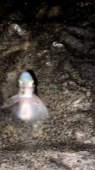Tourists Encounter Grunions Spawning on Beach