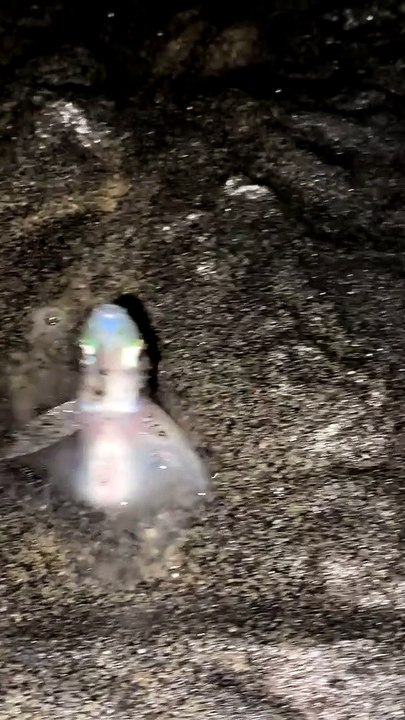 Tourists Encounter Grunions Spawning on Beach