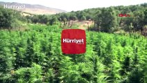 Diyarbakır'da rekor uyuşturucu: 7 milyon kök Hint keneviri, 1.6 ton esrar ele geçirildi