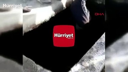 Atık petrol kuyusuna düşen yavru köpekleri çocuklar kurtardı