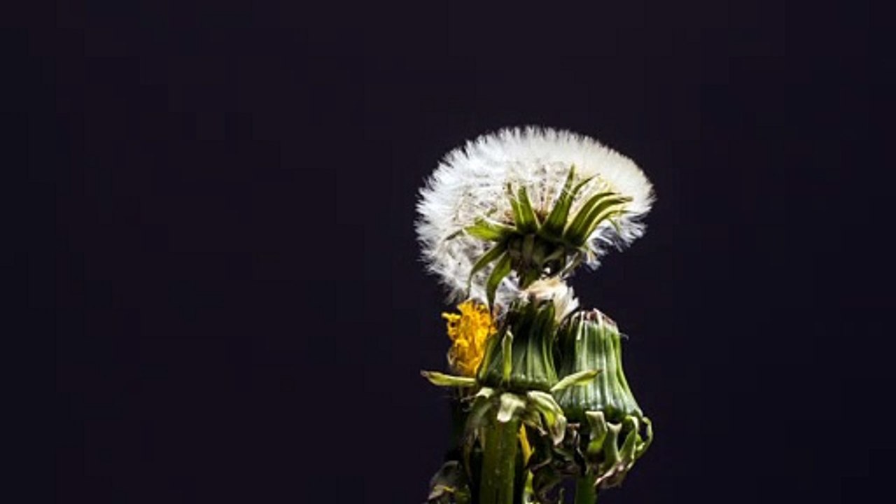 Dandelion - 23263