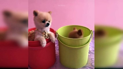 Baby Dogs - Cute and Funny Dog Videos | Cute Zone
