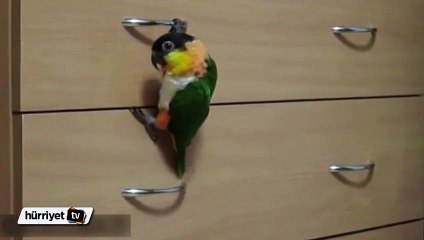 Papağanın müthiş zekası