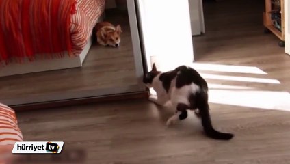 Kendi kendini dolaba kapatan kedi