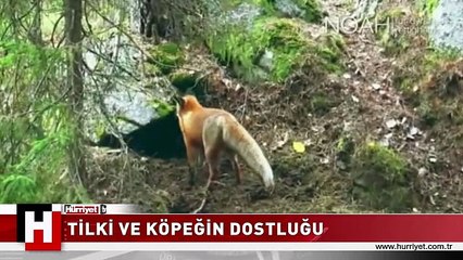 TİLKİ VE KÖPEĞİN MÜTHİŞ DOSTLUĞU