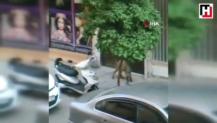 Kent merkezine getirilen domuz görenleri korkuttu