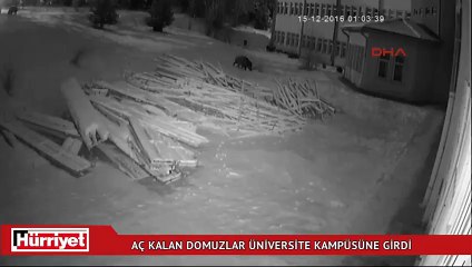 Aç kalan domuzlar üniversite kampüsüne indi