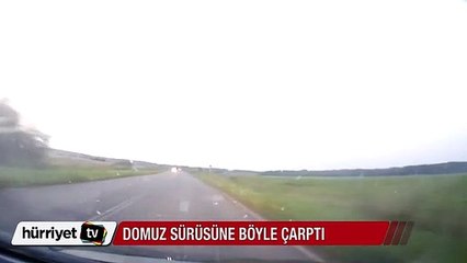 Rusya'da hızla giden otomobil domuz sürüsüne çarptı