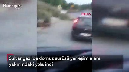 Sultangazi'de domuz sürüsü yerleşim alanı yakınındaki yola indi