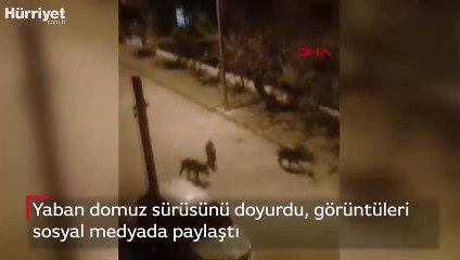 Yaban domuz sürüsünü doyurdu, görüntüleri sosyal medyada paylaştı