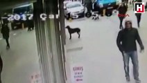 Video shows hungry stray dog knocking on supermarket’s window in Turkey’s Kocaeli
