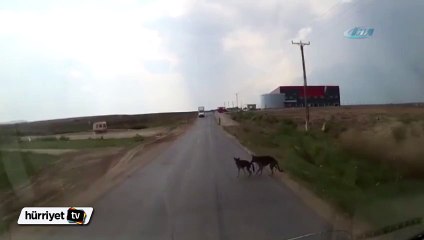 Yaşlı dostu hayatını kurtardı