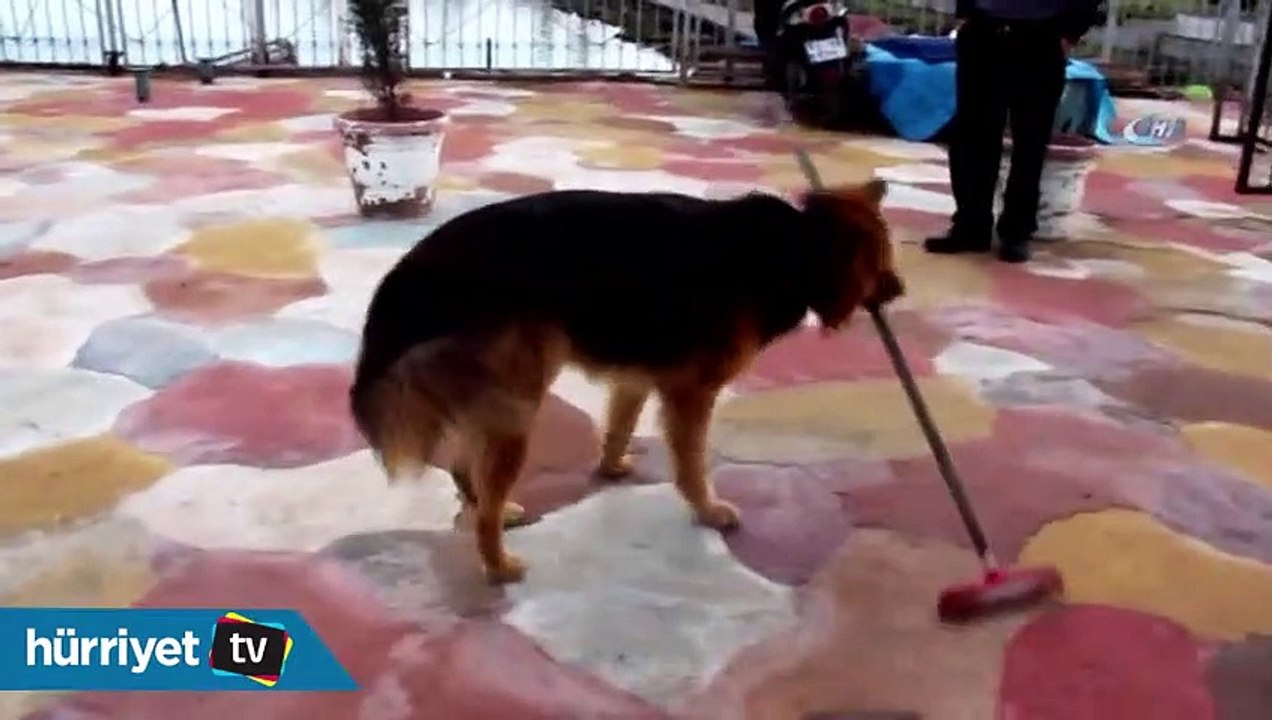 Çırak Dost Yerleri süpüren köpek herkesi şaşırtıyor