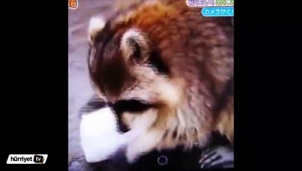 Pamuk şekeri eriyen rakunun dramı