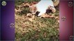 15 Merciless Cats In Action, Hunting In The Wild Like A Pro
