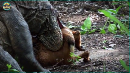 Top Moments Of Predators Hunting Mercilessly In The Wild