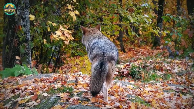 The Coyote, A Daring And Savage Species Of Wolves