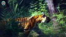 Marvelous Tigers Displaying Their Strength And Power In The Wild