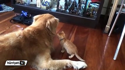 Dikkat: Bu kedi-köpek videosu aşırı şirinlik içerir!
