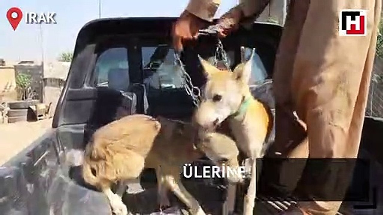 Kuzuları kurda emanet ettiler