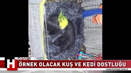 İNSANLARA ÖRNEK OLACAK KUŞ VE KEDİ DOSTLUĞU
