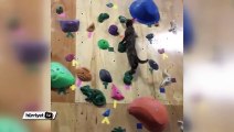 Tırmanma duvarını bir çırpıda aşan kedi