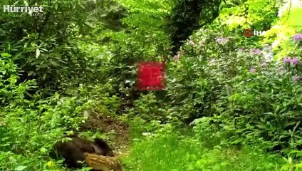 Düzce’de yaban hayat foto kapanlara takıldı