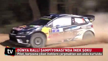 Dünya Ralli Şampiyonası'nda inek şoku!