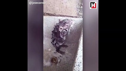 İnsan gibi 'duş alan' fare herkesi şaşkına çevirdi!