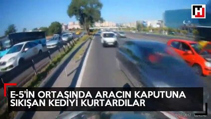 E-5'in ortasında araç motoruna sıkışan kediyi kurtarma telaşı kamerada