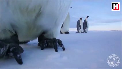 Kamerayı devirip selfie çeken penguenler