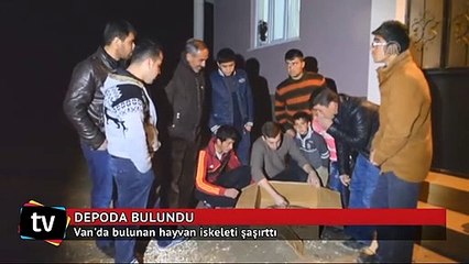 Van'da bulunan hayvan iskeleti şaşırttı